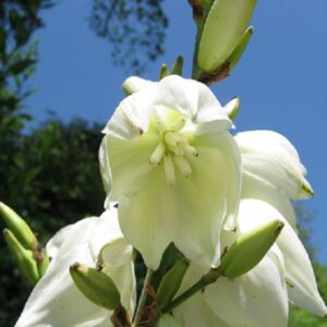 9 No-No’s in the Edible, Drinkable Landscape Image